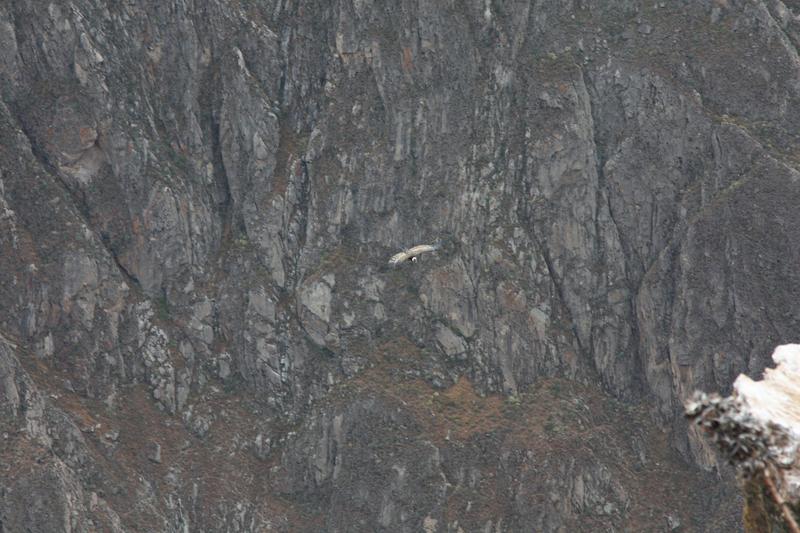 927-Cruz del condor,15 luglio 2013.JPG
